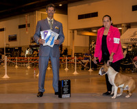 Bull Terrrier Colored #27 Sun BOW Maj Arnoldo Salazar Salas A Judge Mr Duff M Harris