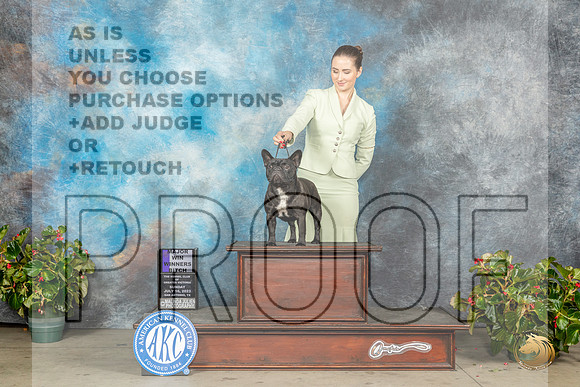 French Bulldog #44 Sun WBM Judge Jay RichardsonMJP_9948_SA2023_HR3