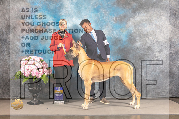 Great Dane #24 FRI BOB Judge Patricia Sosa_MJ_4934_Houston_2022_HR3