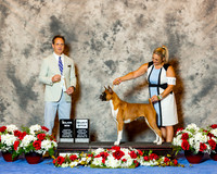 Boxer #12 Thrs SB Maj Carbine Donna & Bonnie Wagaman Judge Mr David W Haddock