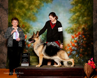 German Shepherd Dog #16 Sun NC Miller Heather and Ashley Judge Cindy Meyer