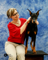 Doberman Pinscher Felicity Trammell Sunday
