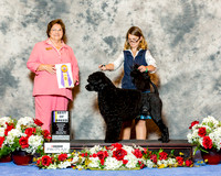 Portugese Water Dog #9 Fri BOB Mercier Beth and Margaret De Fore Agent C J Favre Judge Nikki Riggsbee