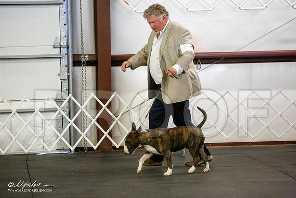 _JJ_2720-BullTerrierAzilApr2016-HR3