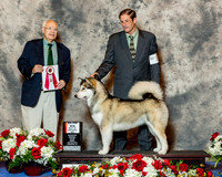 Alaskan Malamute #26 Fri BOS Maj Jay Van Zandt J Judge Mr Ronald H Menaker