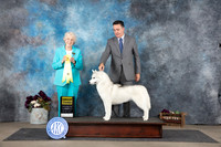 Siberian Husky #14 Sat G3 Judge Sulie Greendale-Paveza