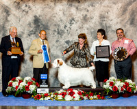 Clumber Spaniel #11 Fri G1 Clussexx C Reg J Hubbard W and K Holbrook B Dowd Judge Dr Robert Indeglia