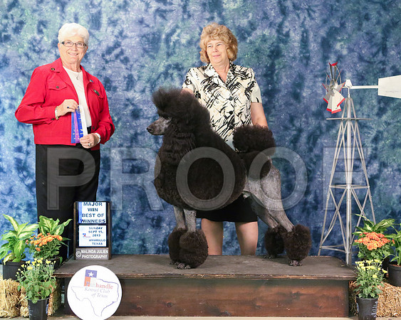 PoodStd-6407-Amrillo13