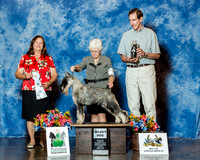 Standard Schnauzer #81 Thrs SD Crist Kathlene D Agent Brenda Lee Combs Judge Mrs Keke Kahn