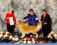 Golden Retriever #29 Sun G4 Anton Kym and Rich Joan Dumbar Judge Carol Tobin Murray