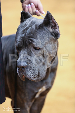 Cane-5268-IABCAFWSPT13-HR