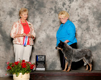 Australian Cattle Dog #10 Sat Maj BOW Broster Kim Judge Karen Hynek