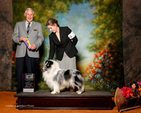 Shetland Sheepdog #19 Sat BOB Lee Sun Young and Zhipeng Du Judge Brian Meyer