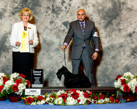Scottish Terrier #14 Sat G3 Edell Kelli Agent Jesus Moreno Judge Vicki Abbott