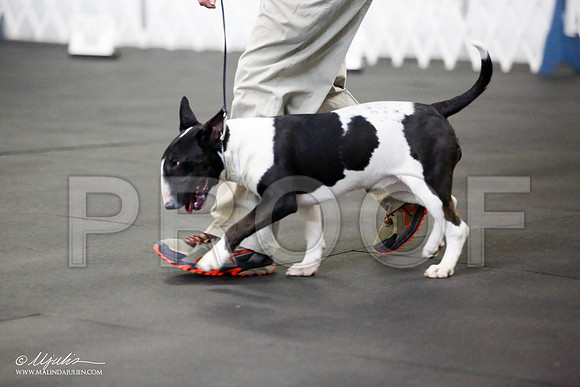 _JJ_0825-BullTerrierAzilApr2016-HR3