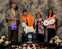 West Highland White Terrier #17 Thrs BOB McGuire Kay DVM Linda Wible Bebe Pinter Judge Mr Geir Flyckt Pedersen