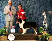 Australian Shepherd #9 sat BOS Mari Evans Judge J Purkhiser Amarillo Sept 2013