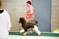 Multi Color Standard Poodle Sat S2 Ring