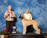 Afghan Hound #6 Sun Maj WB Moreno Alexxus Judge Anne Katona