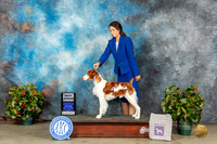 Brittany #J602 Sat BJr Judge Marilyn Pipes