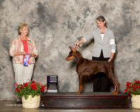 Doberman Pinscher #14 Sat WB Valmont Hannah and Ignatius Judge Karen Hynek