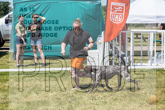 German Shorthaired Pointer Rings Wed_JJL_1820_Premier_2024_HR3