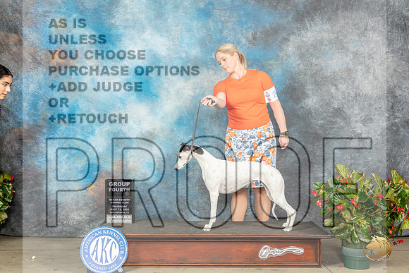 Whippet #24 Thurs G4 Judge Dr Michael J Woods rMJP_7638_SA2023_HR3