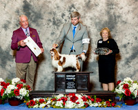 English Toy Spaniel #5 Thurs G4 Caldwell Patti and Richard Caldwell and Tobi Adams Agent Christopher Keith Judge Dr Steve Keating