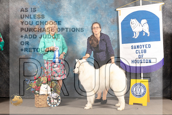 Samoyed #15 Wed BOW Judge Karen McFarlen_MJ_2826_Houston_2022_HR3