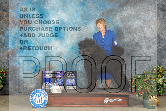 Poodle Std #6 Fri BPupV Judge Carmen D BlankenshipMJP_8314_SA2023_HR3