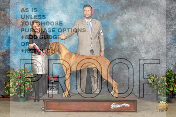 Rhodesian Ridgeback #15 Sat BOS Judge Lee WhittierMJP_9361_SA2023_HR3