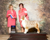 Australian Shepherd #23 Fri BOW Mari Evans Judge Peggy Beisel Mcllwaine
