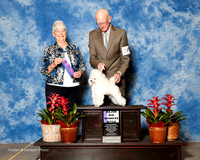 Poodle Toy #24 Fri Maj WB Burrow Jessie Jane Burrow and Diana Judge Anne Katona