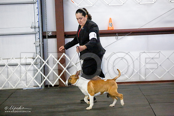 _JJ_3922-BullTerrierAzilApr2016-HR3