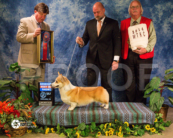 corgiPW-9466-MidFeb14-HR