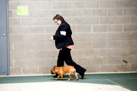 French Bull Dog Sat S1 Ring