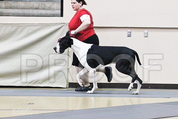 GreatDane-9774LR