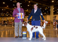 Irish Setter #6 Thrs BOB Cynthia Lancaster Judge Dr Steve Keating