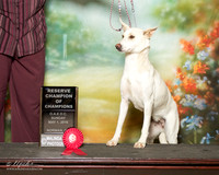 Carolina Dog Sun Reserve Champ of Champs Carrie Riley