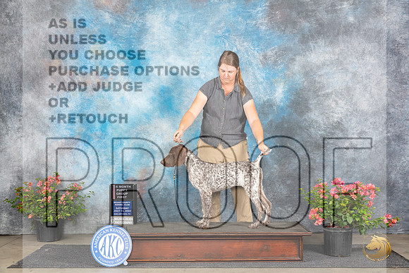 German Shorthaired Pointer #14 Sat PG1 Judge Wendy G Willhauck__JP_4773_San Antonio_2024_HR3