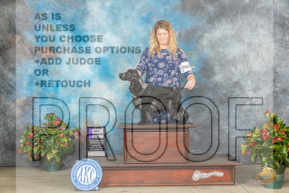 Englich Cocker #5 Thur WDM Judge Grace FritzMJP_7129_SA2023_HR3