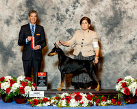 Doberman PInscher #6 Sun BOS Starteri Sam & Ali & Nikki Mcclendon Agent Nikki McClendon Judge Dr Carl L Pew