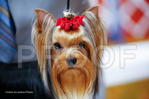 _JJ_6904-YorkieNatJul2016-HR