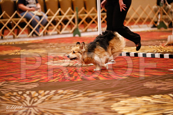 _JJ_7385-HstnCorgiFeb2015-HR3