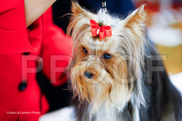 _JJ_7748-YorkieNatJul2016-HR