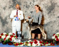 Saluki #16 Sat Maj BOW Thornton Gerry Marinell McCowen and Pam Arwood Judge Kenneth LEvison