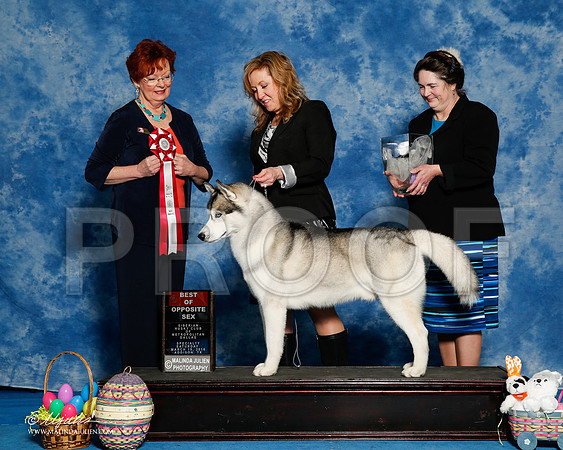 _R1_8204-2-HuskySltyMar2016-HR3