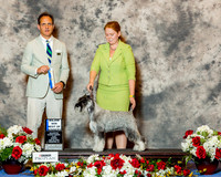 Standard Schnauzer #120 Sun BOW Maj Shank Leann & Judy Marchant & Elizabeth Holle Judge Mr David W Haddock