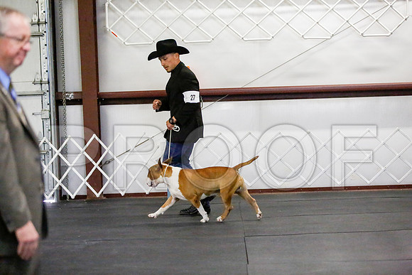 _JJ_3827-BullTerrierAzleApr2016-HR3