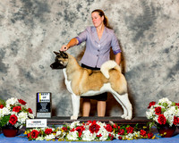Akita #8 Sun Billings Benny & Neidra Billings Judge Mrs Joan M Zielinski